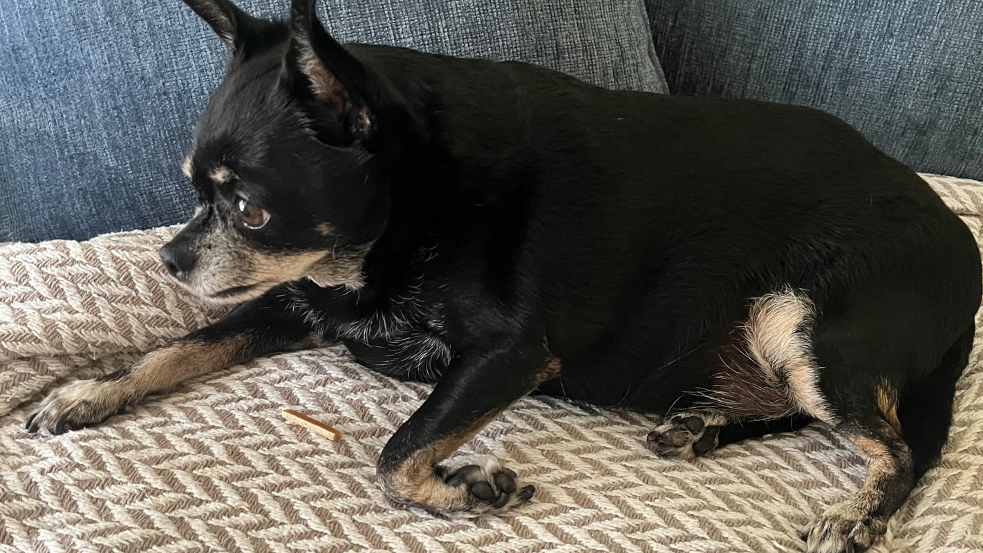 Help Tuco Walk Again: Surgery for My Chihuahua