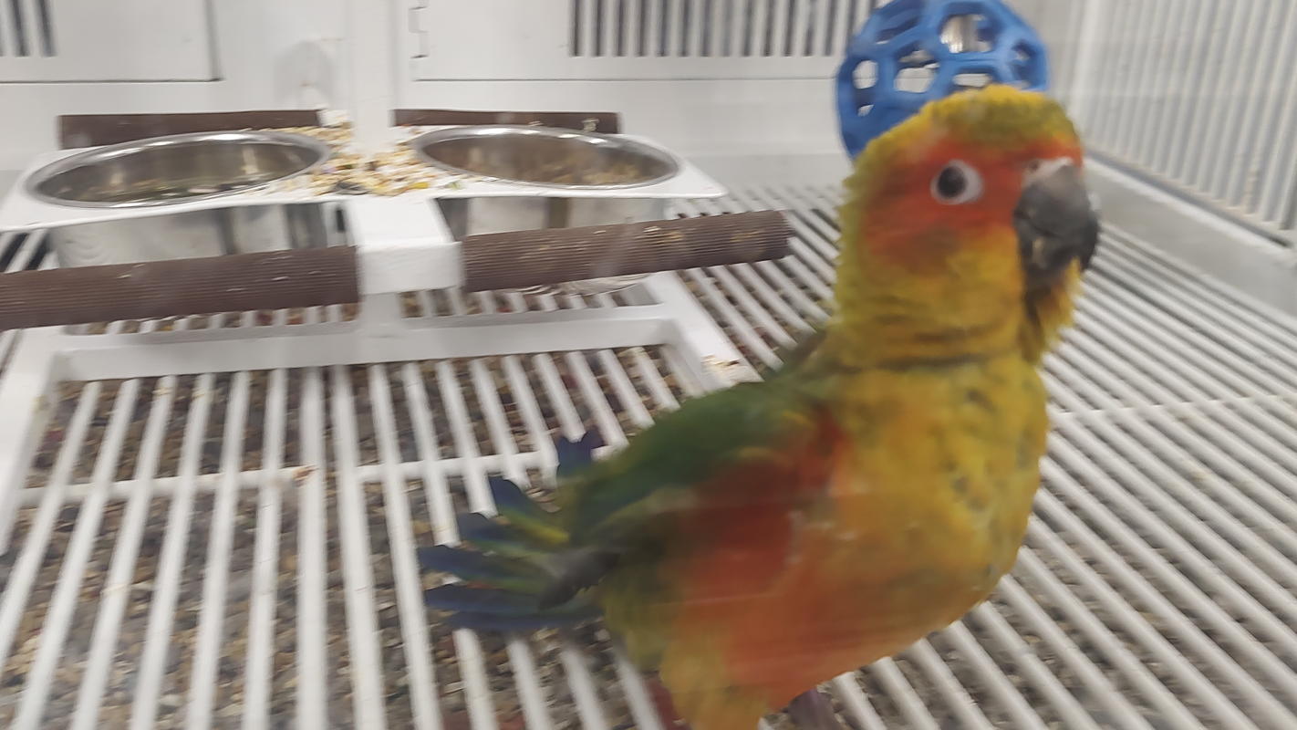 Dexter The Bird