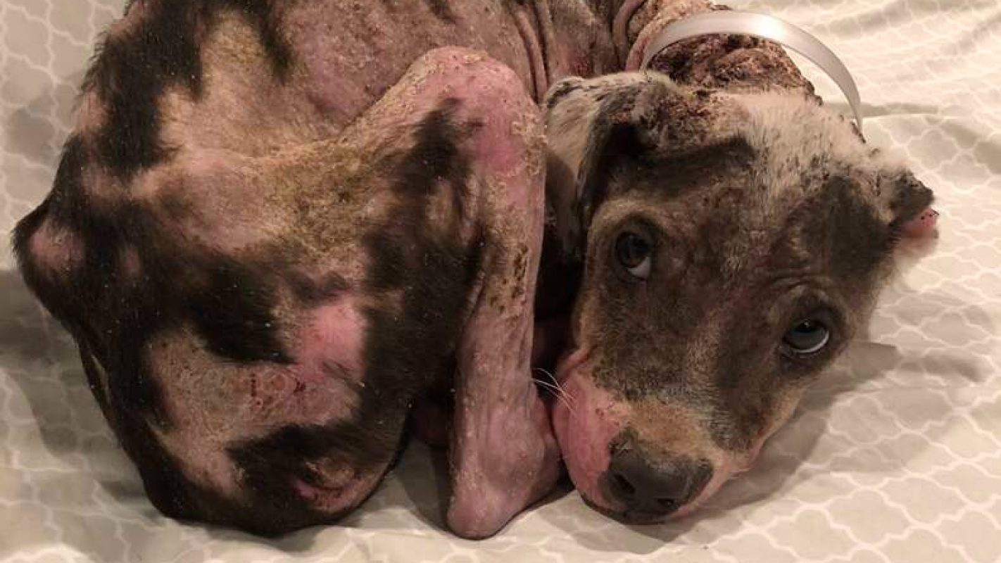 Save a little puppy from mange