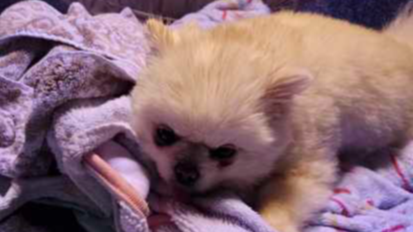 Ling Ling and her puppys