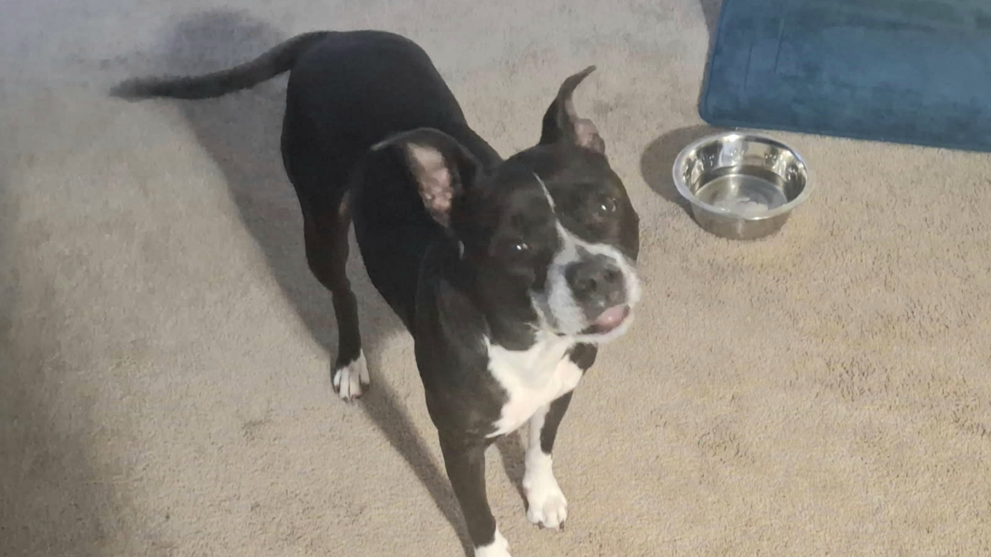 Urgent Help Needed For Buffy's Pyometra Surgery