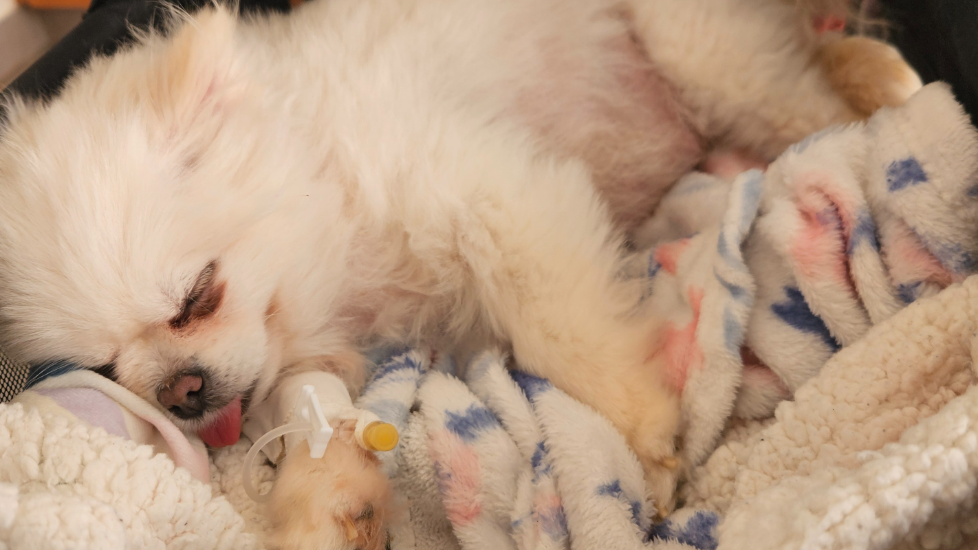 SAVE LING LING AND HER 2 PUPPIES