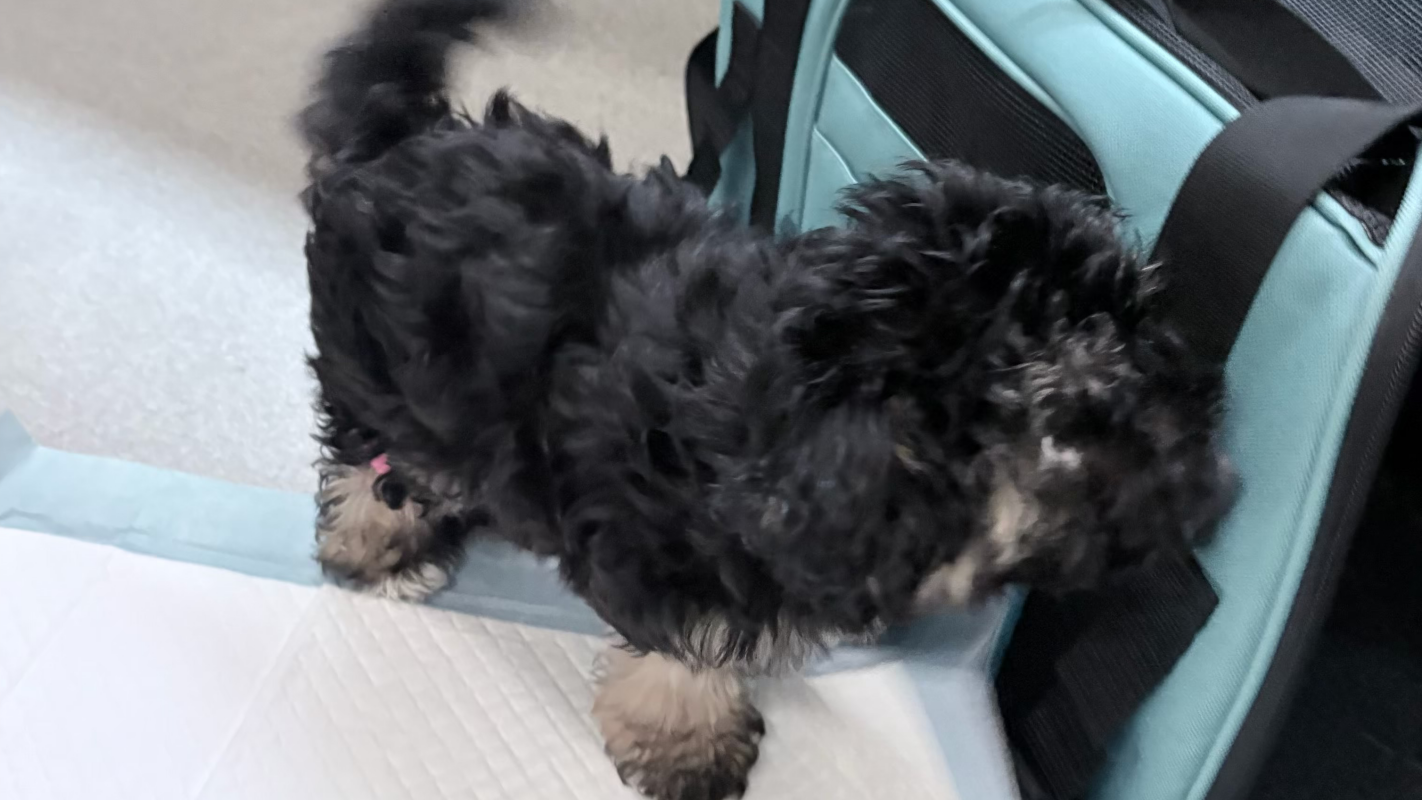 Help Mazy May get her life saving surgery