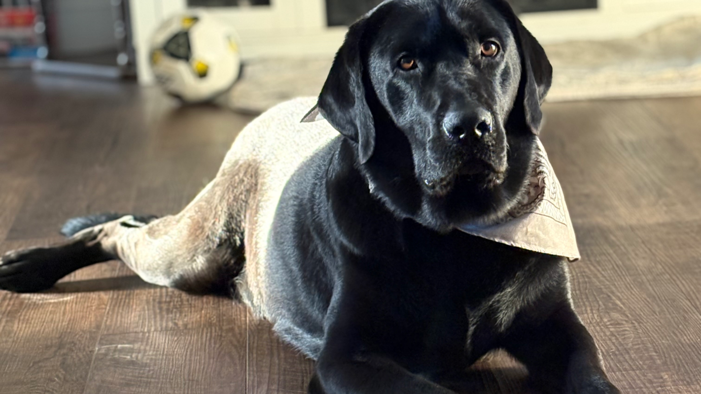 Help Moose get better