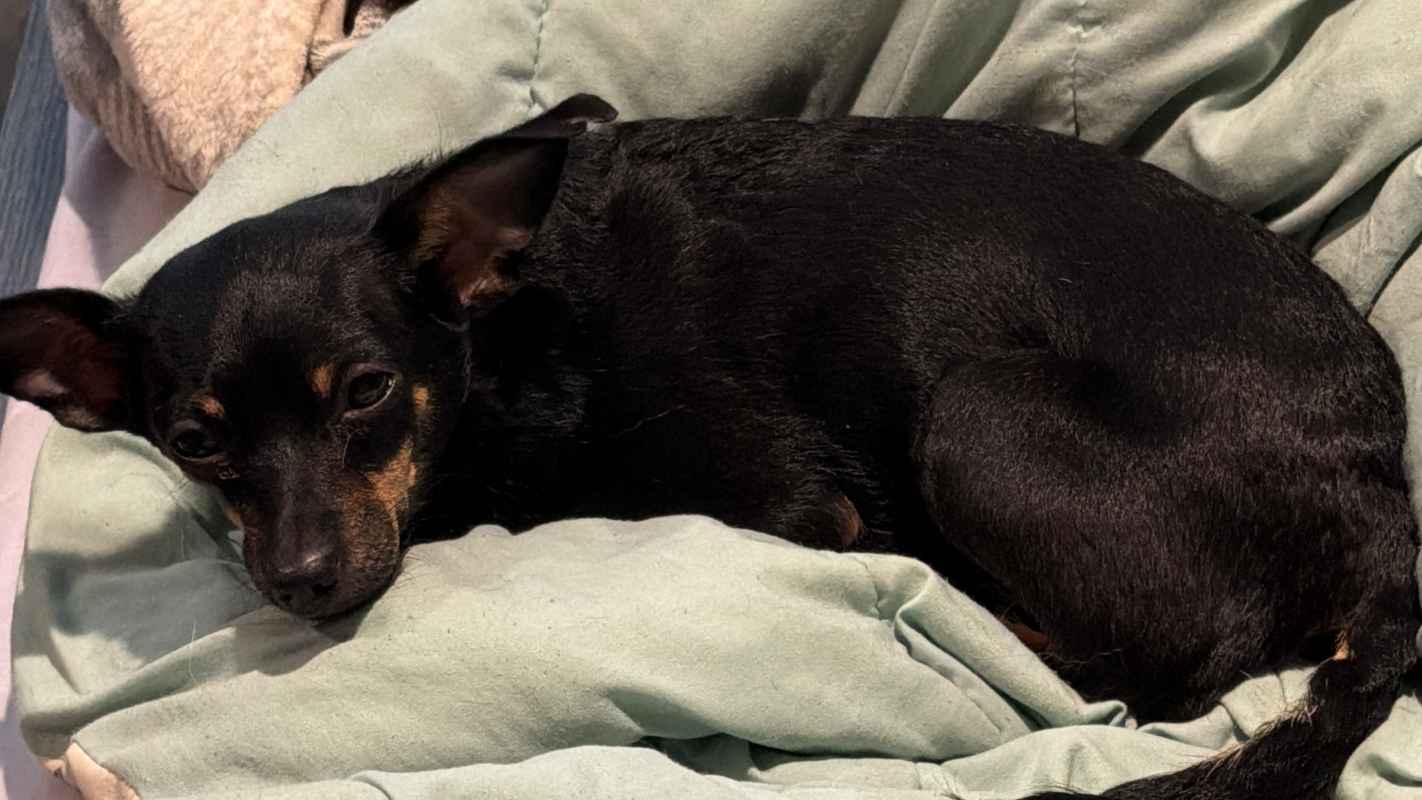Lil Bit Pancreatitis treatment