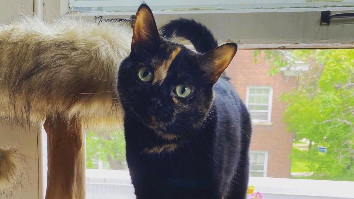 Cat surgery or absurd towing bill