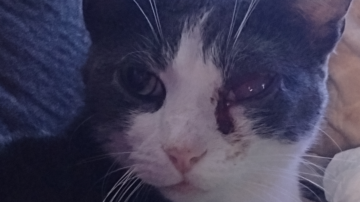 Help Socks with urgent eye surgery