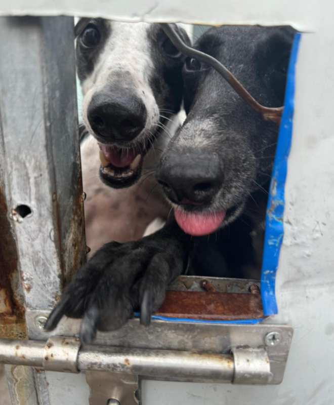 Because No Animal Should Suffer Alone