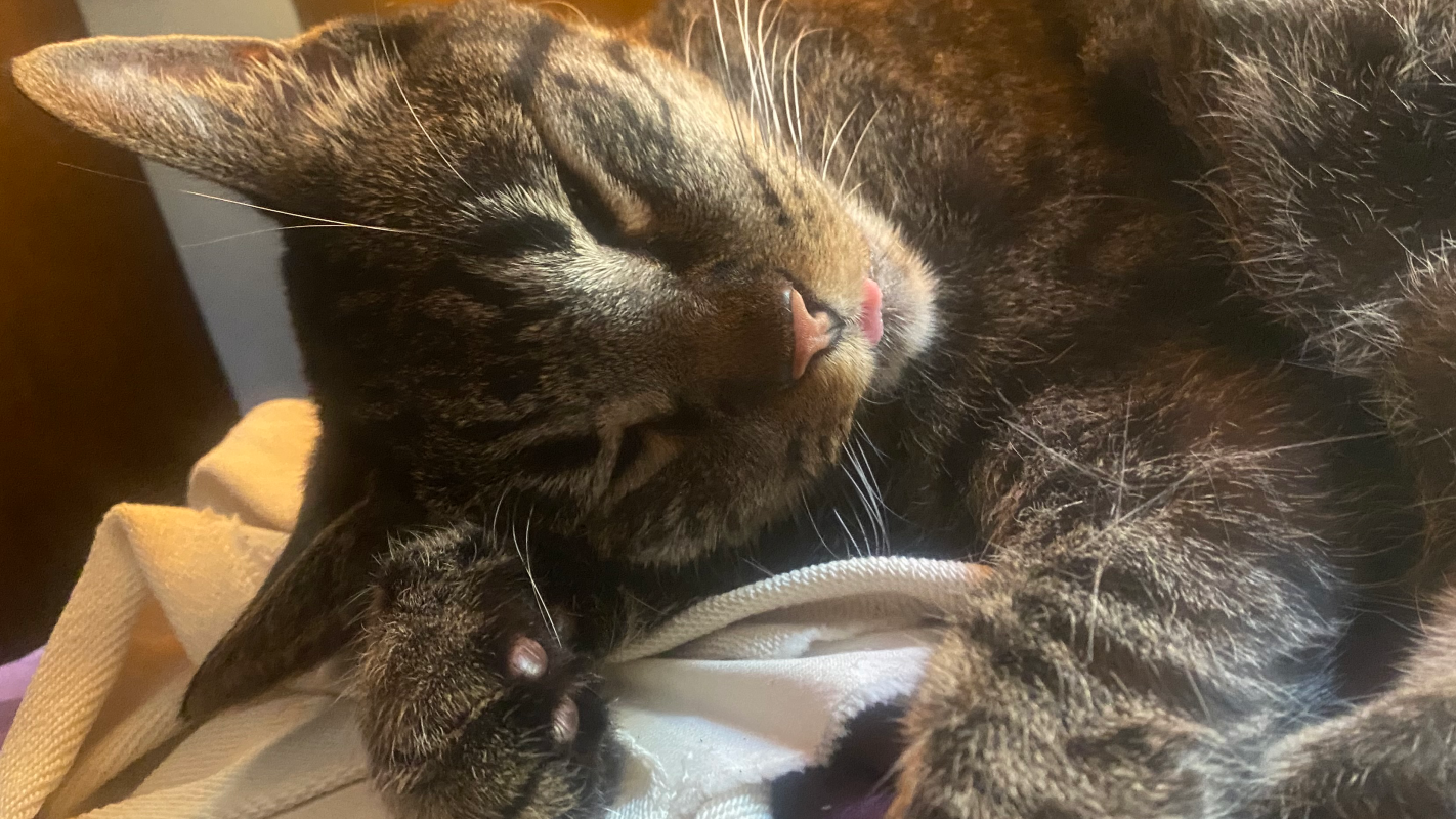 Cancer Care for my cat Oliver