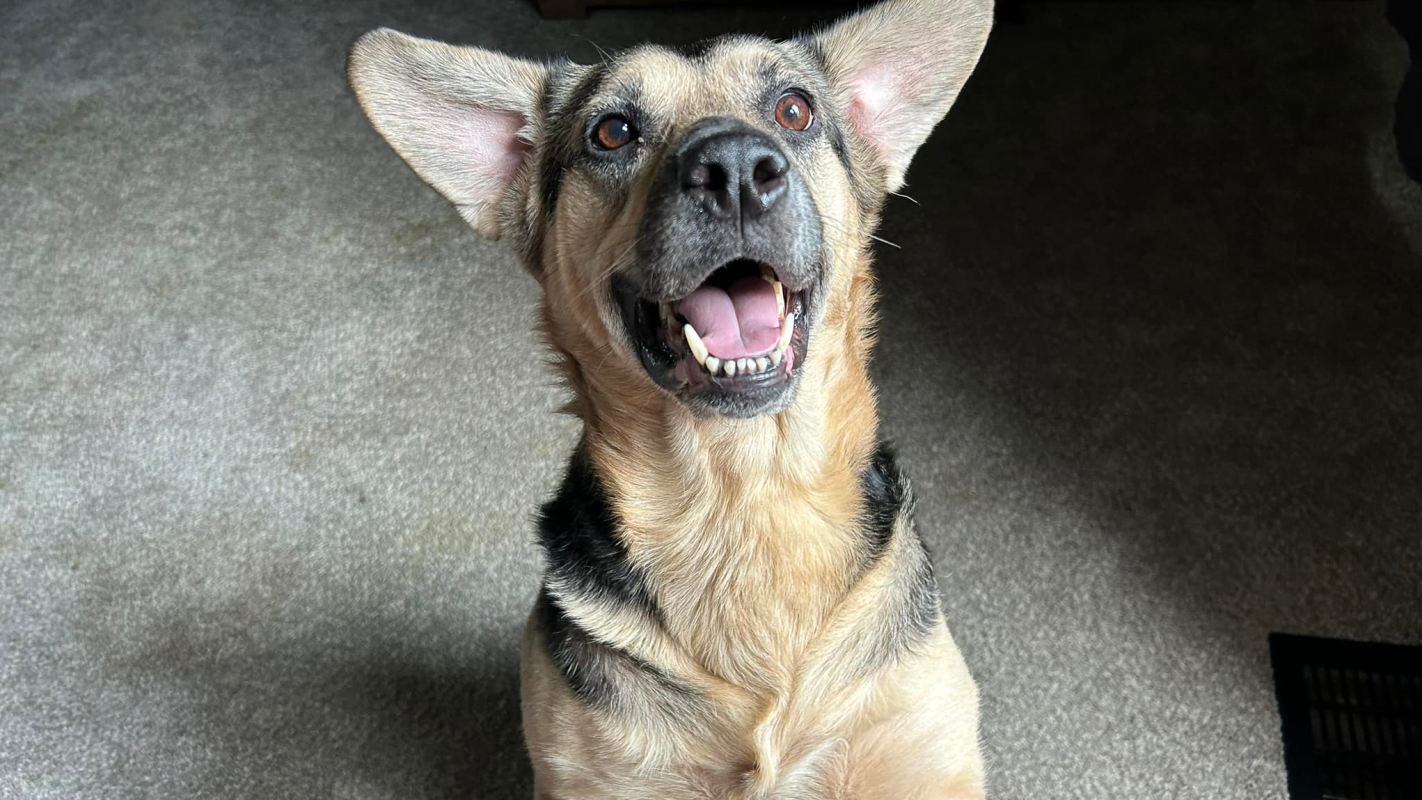 Luna's Shoulder Tumor