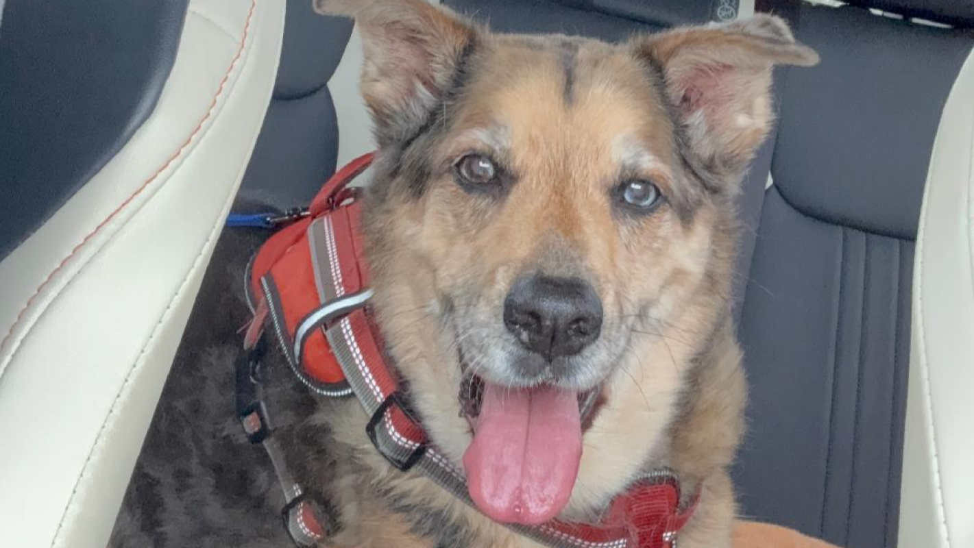 Help my Heart Dog fight Cancer