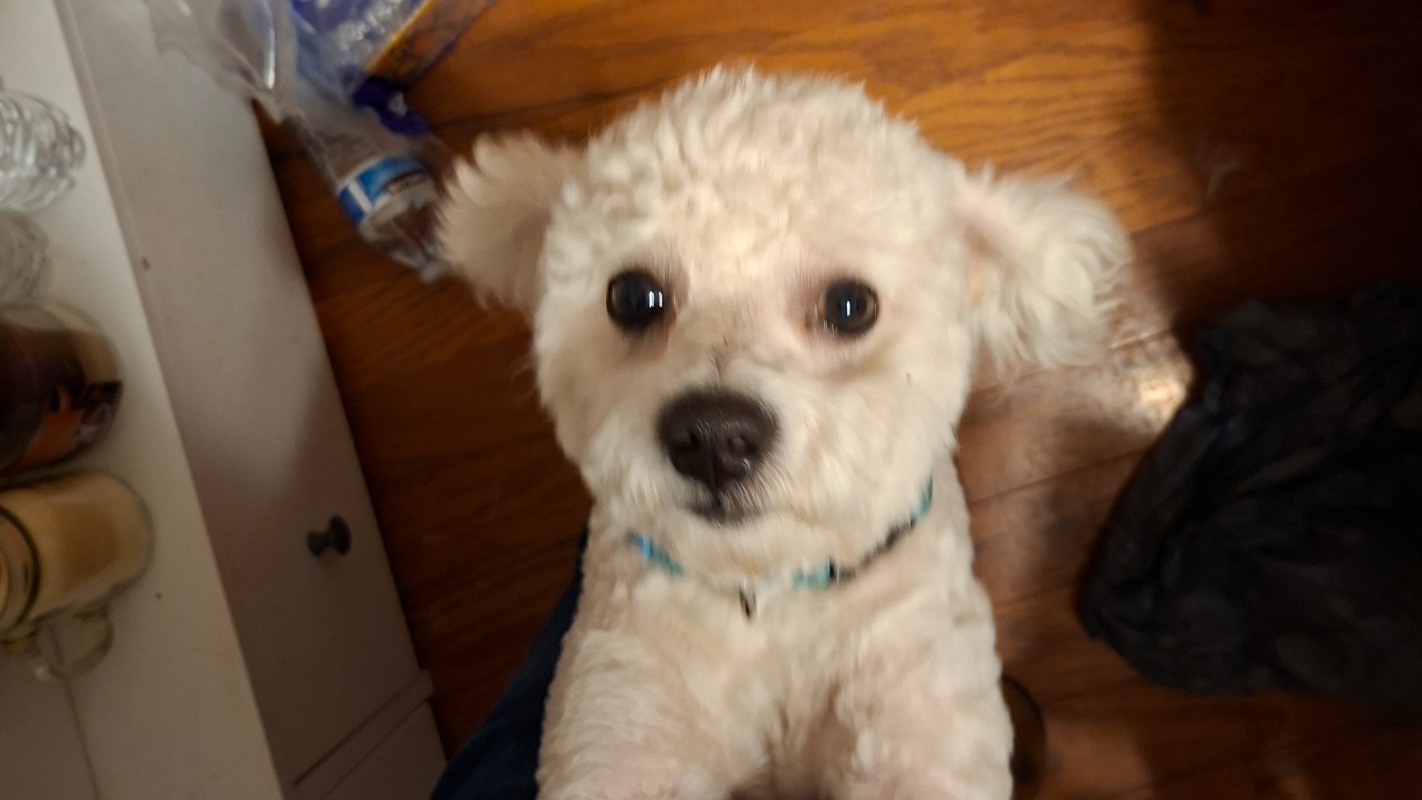For piper's vet bill