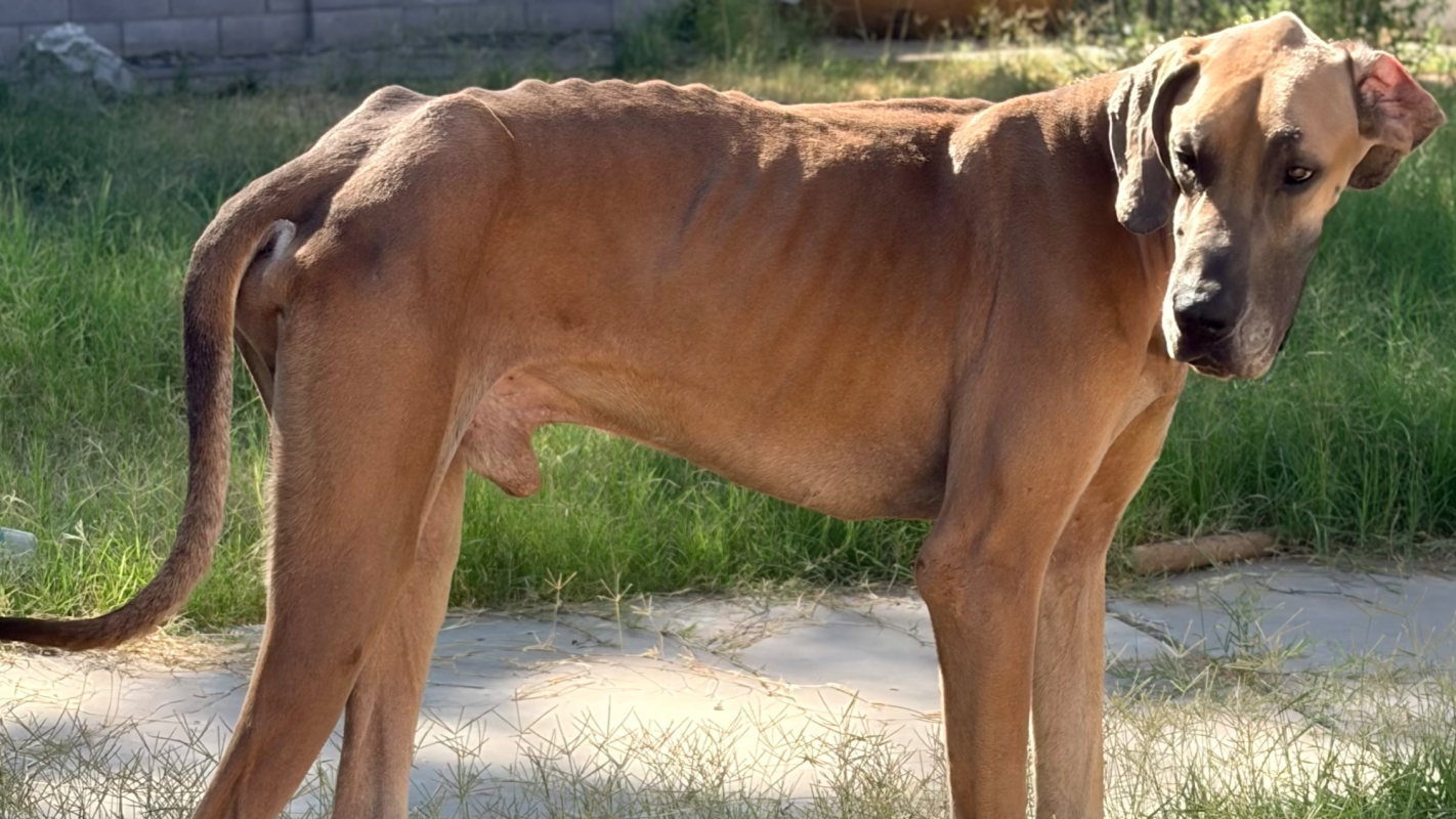 Dozer’s Road to recovery