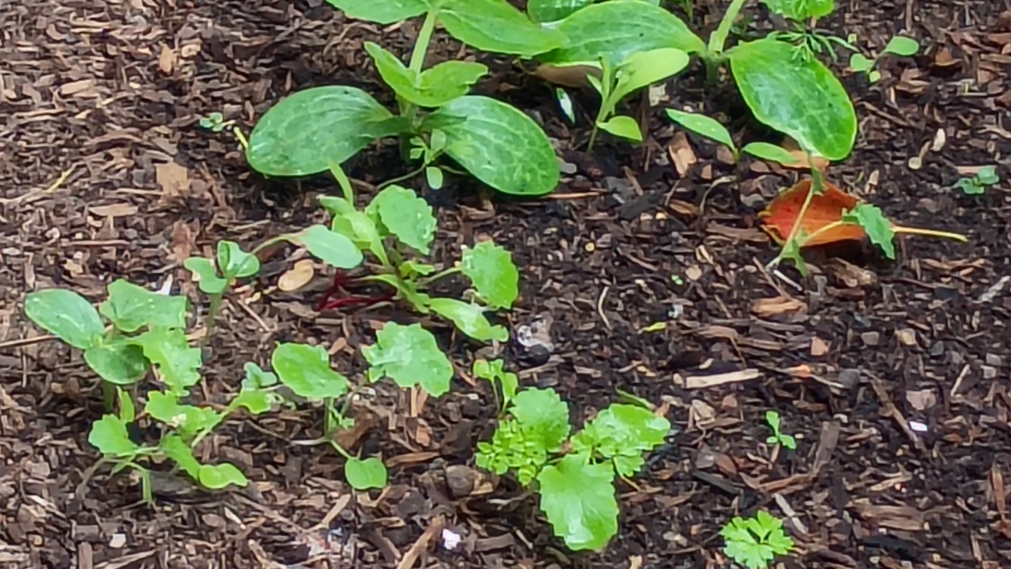 Gardening from the bottom