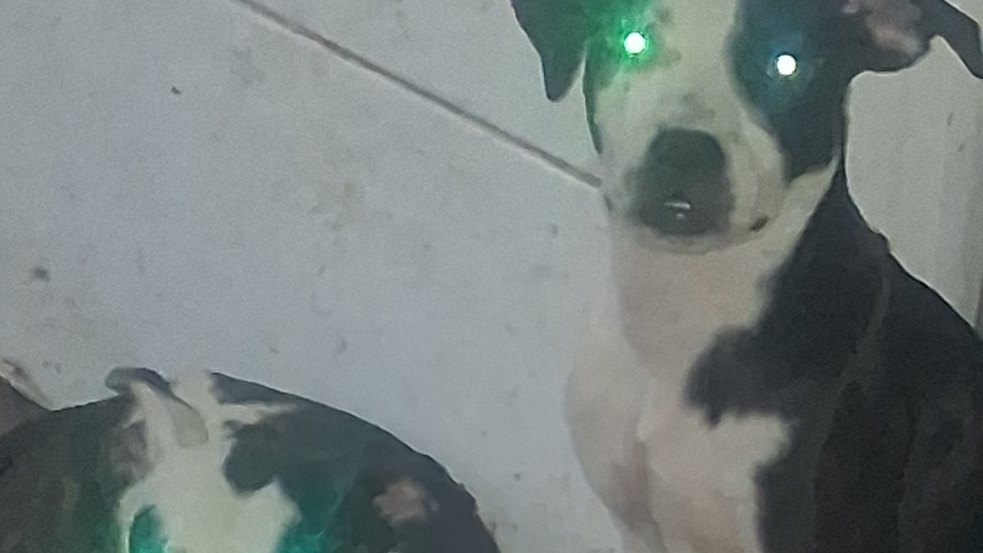 HELP MY PRECIOUS PUPS
