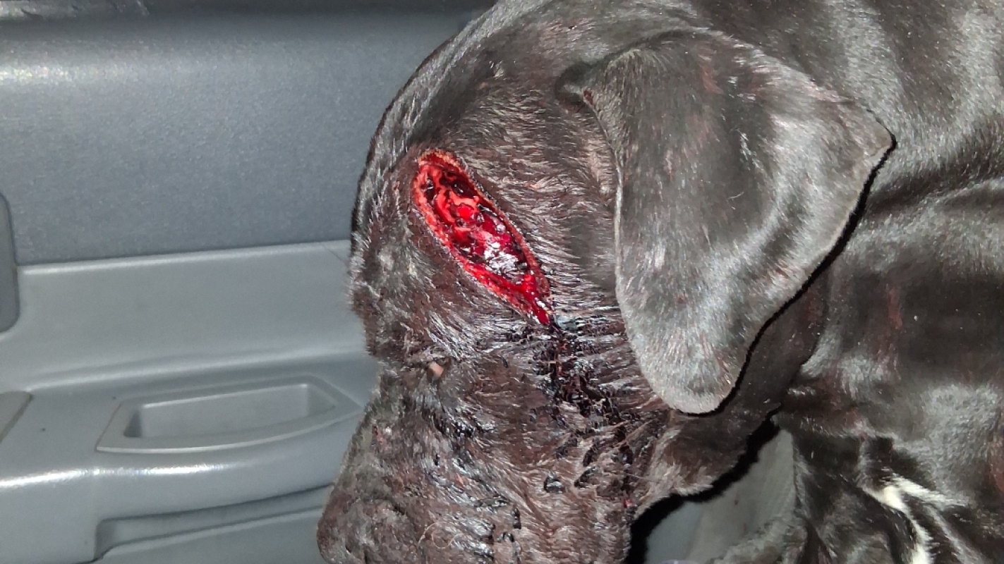 Ozzy's emergency surgery