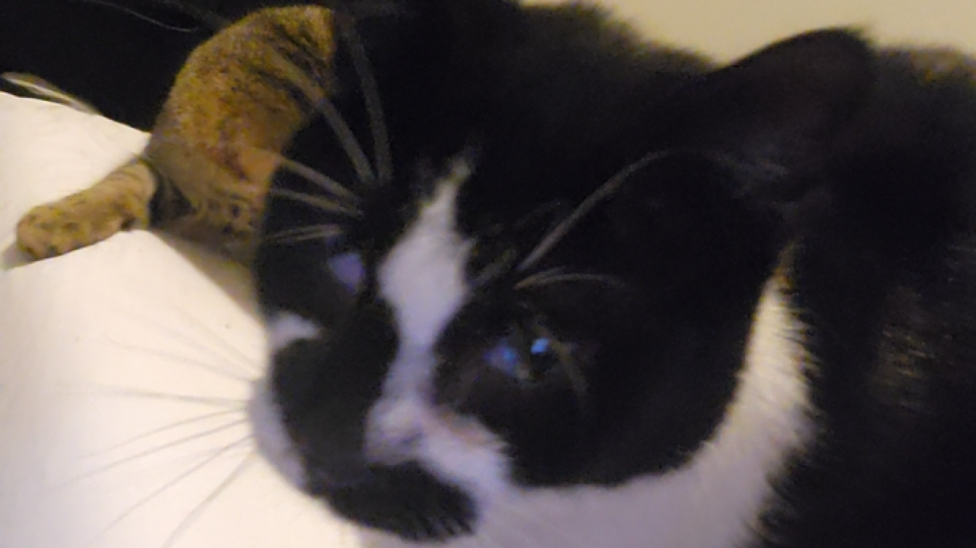 For my cats ear