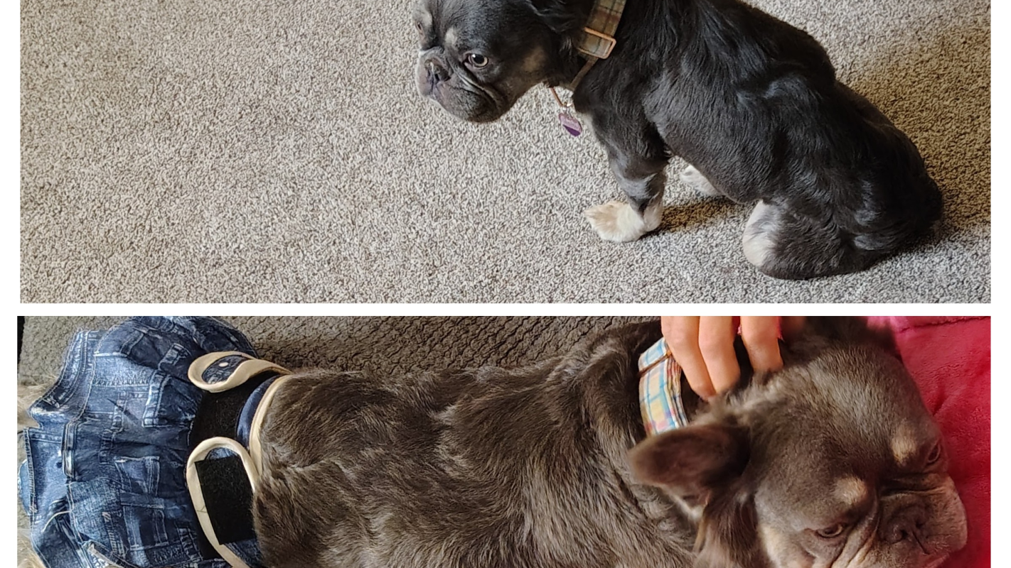 Sasha's emergency medical help