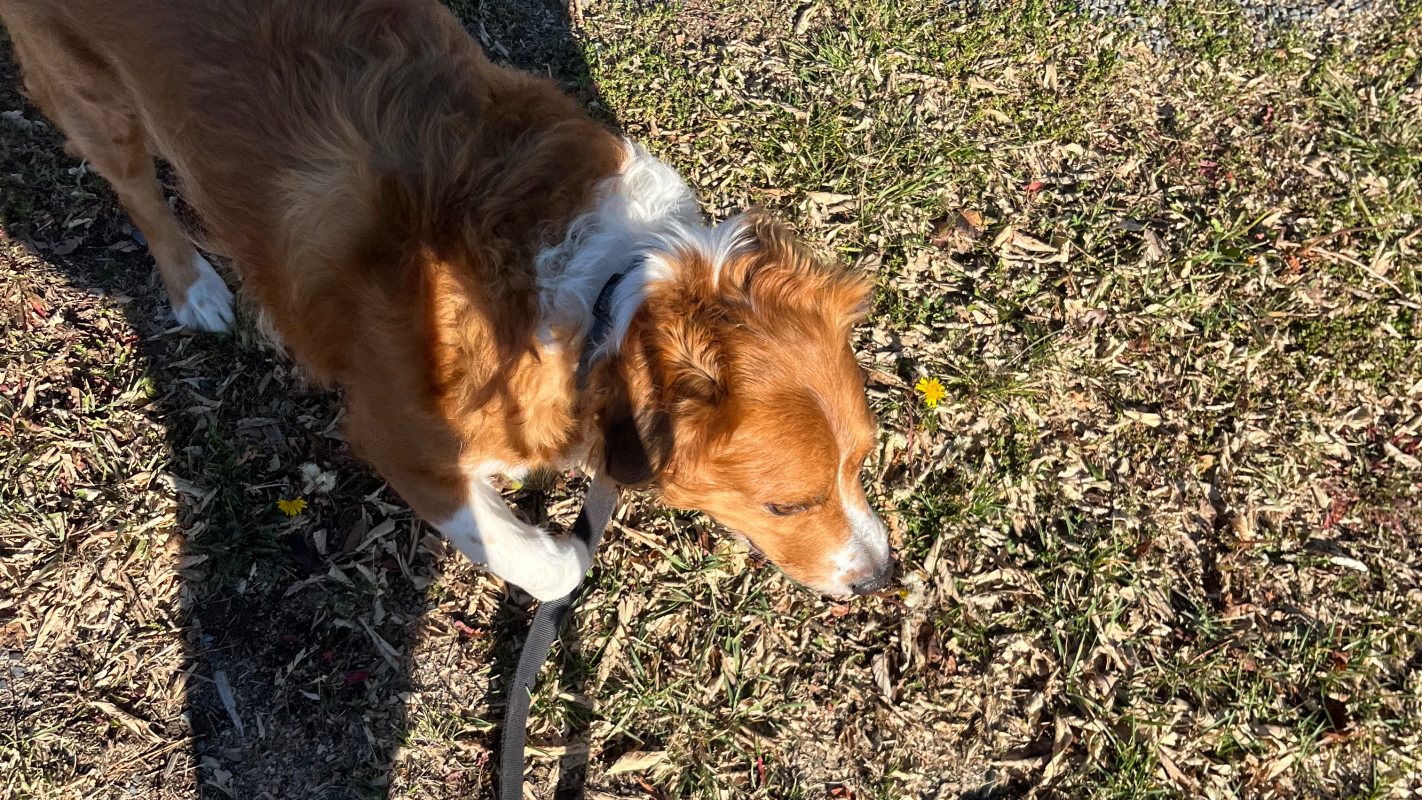 Riley the service Dog