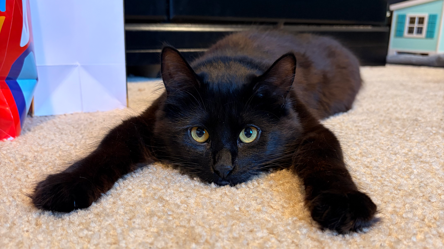 Saving our precious onyx