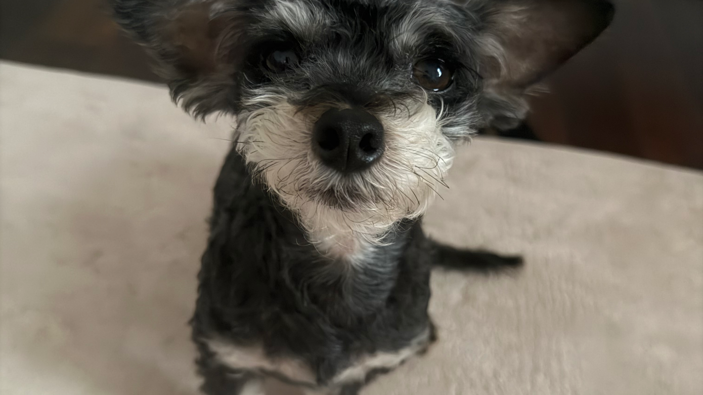 dog needs help