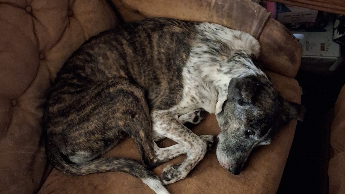 My dog Dalya has a bad case of pneumonia.