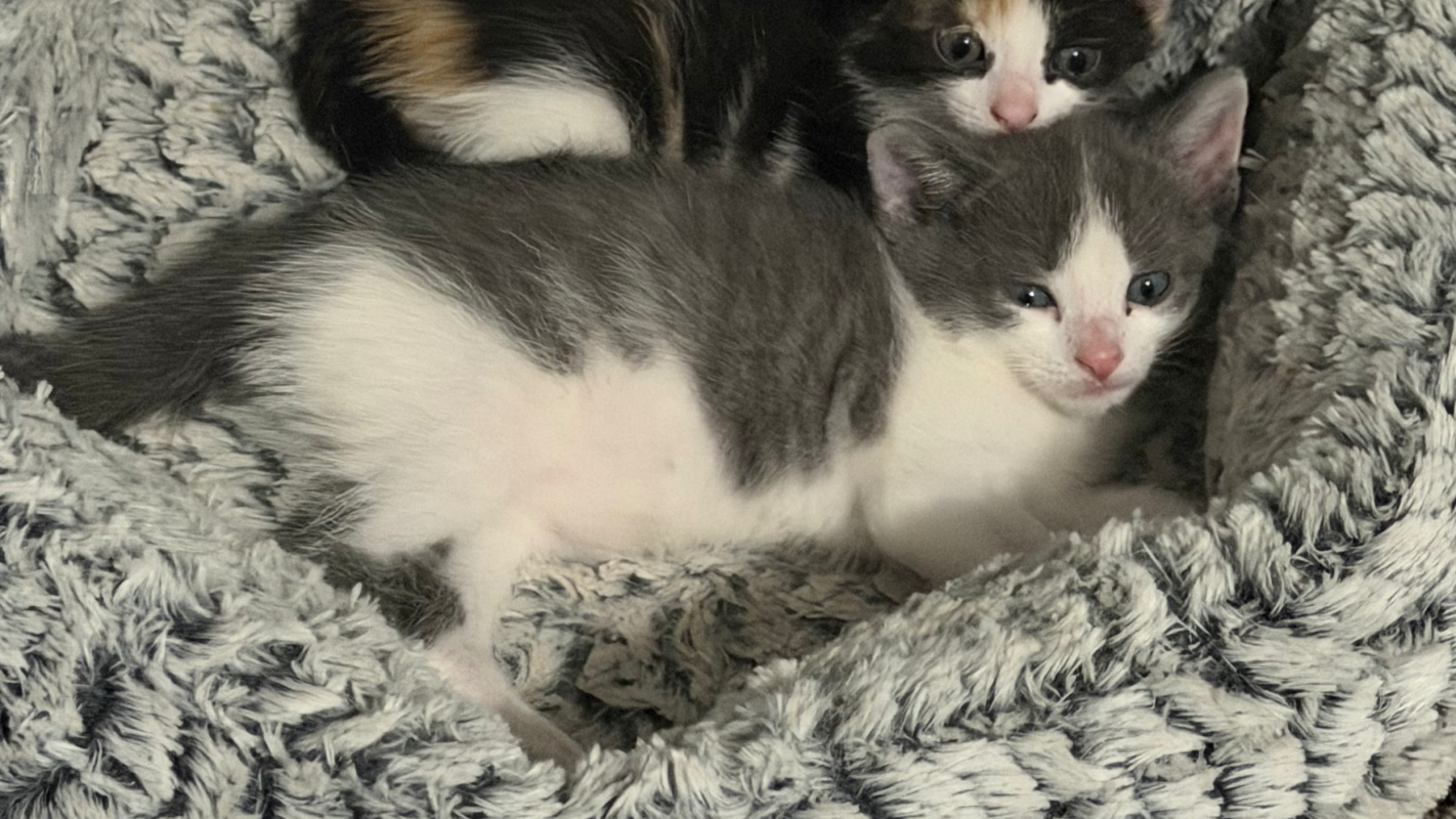My kittens leg is dislocated or broken!