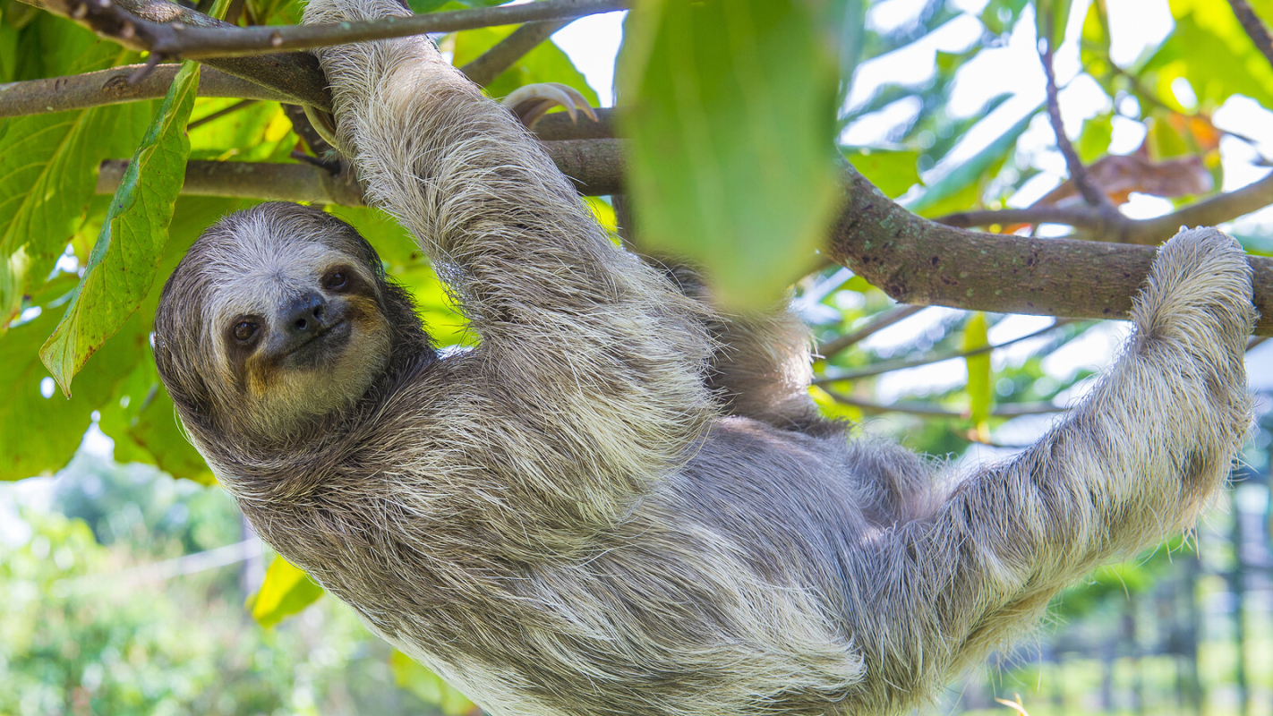 Give Happy a Semester Studying Abroad