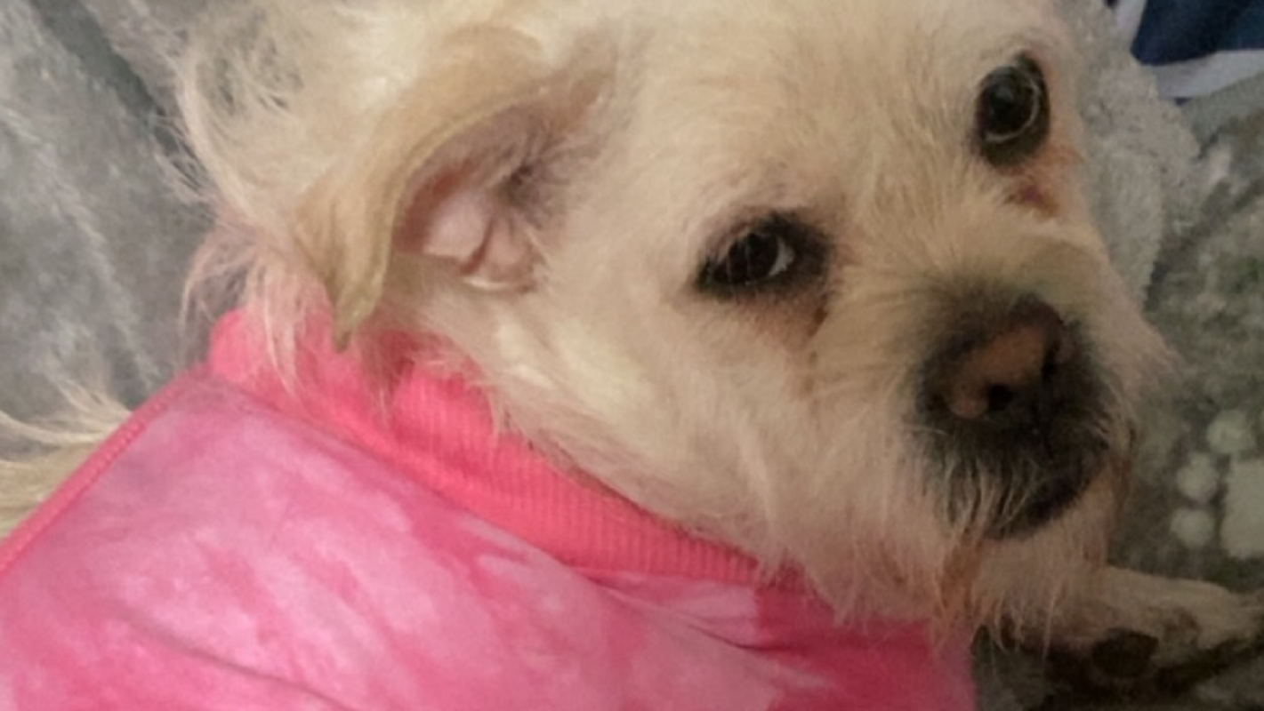 Alika needs bladder stone surgery