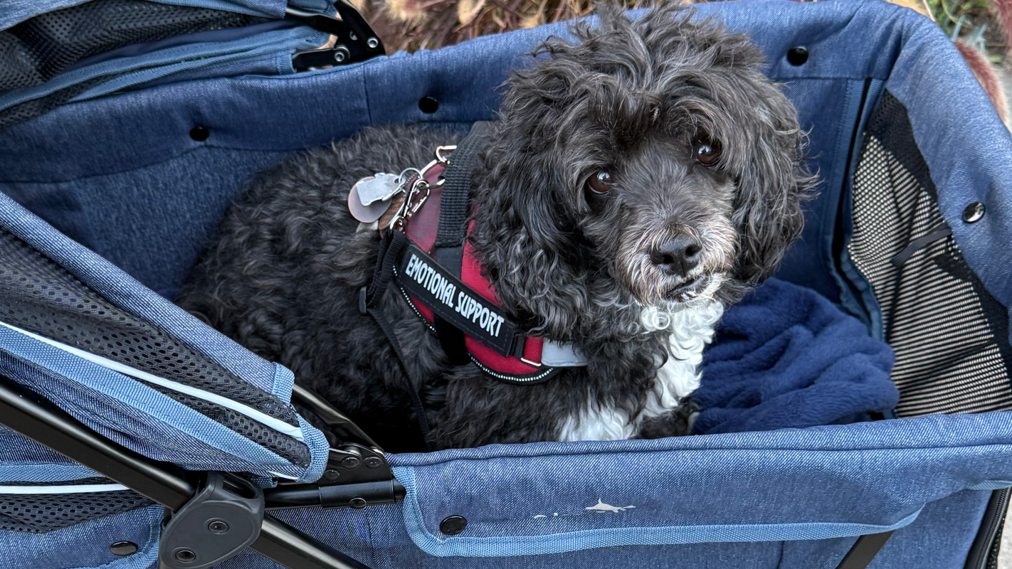 Surgery for Boots🐶