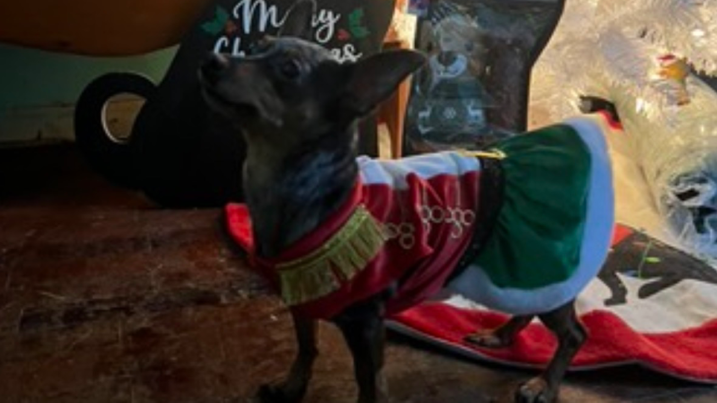 Help muchie with her vet bills