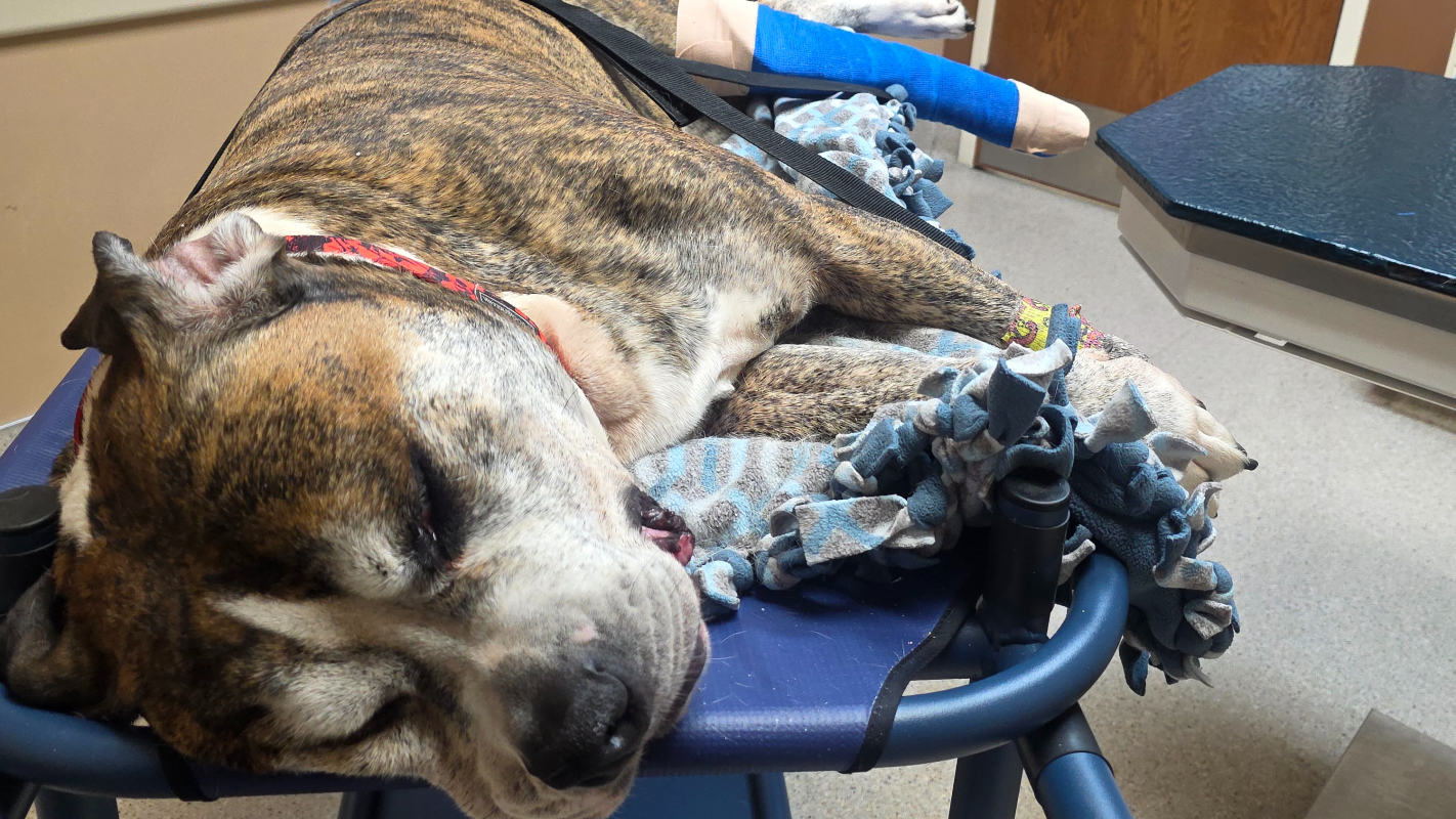 Duke's life saving surgery