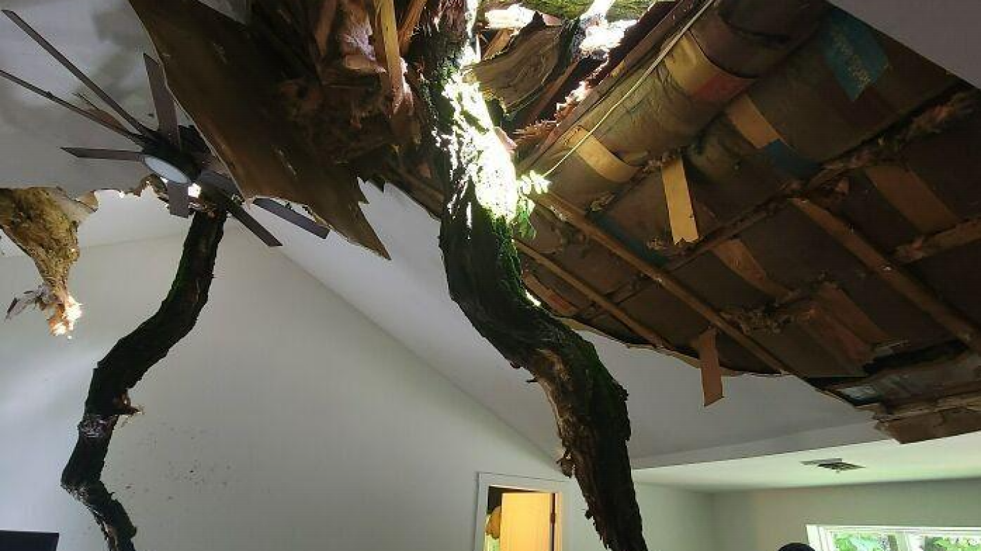 |Help Lucy Recover After a Massive Tree Collapse