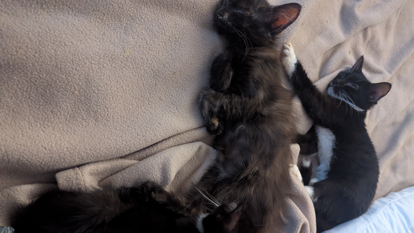 Help get cats I adopted Healthy