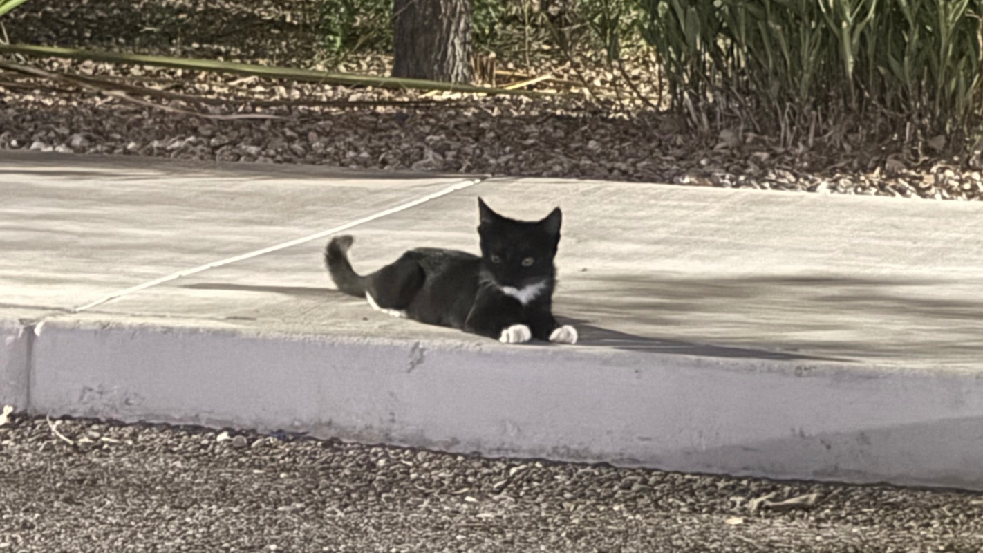Purrfect Beginnings