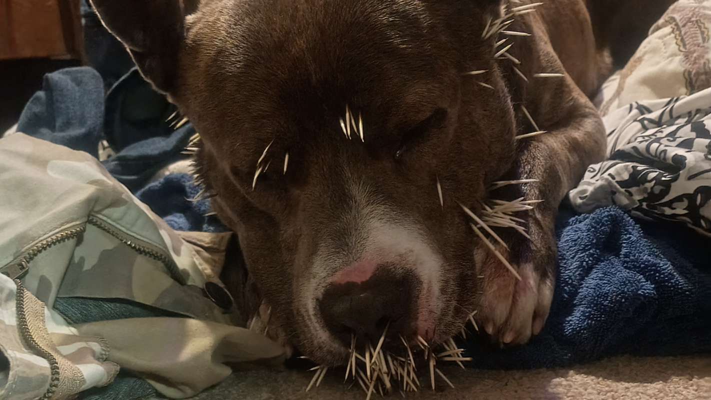 Medical help for quills