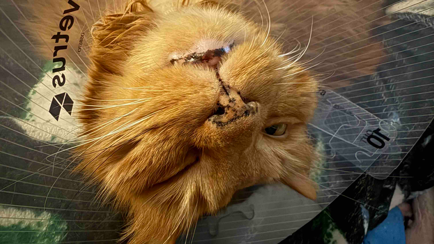 Save my Pet