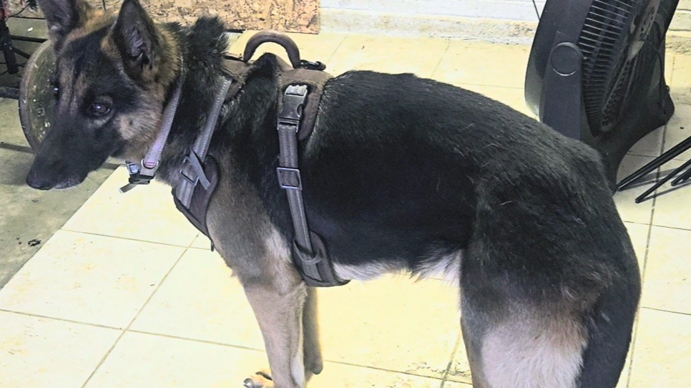 Support Lola's Surgery! Help End Her Pain!