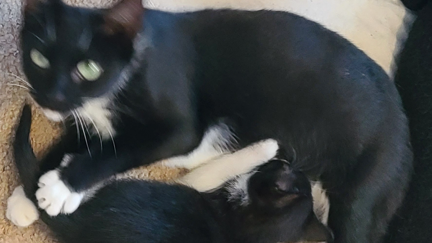 Rescued cat family