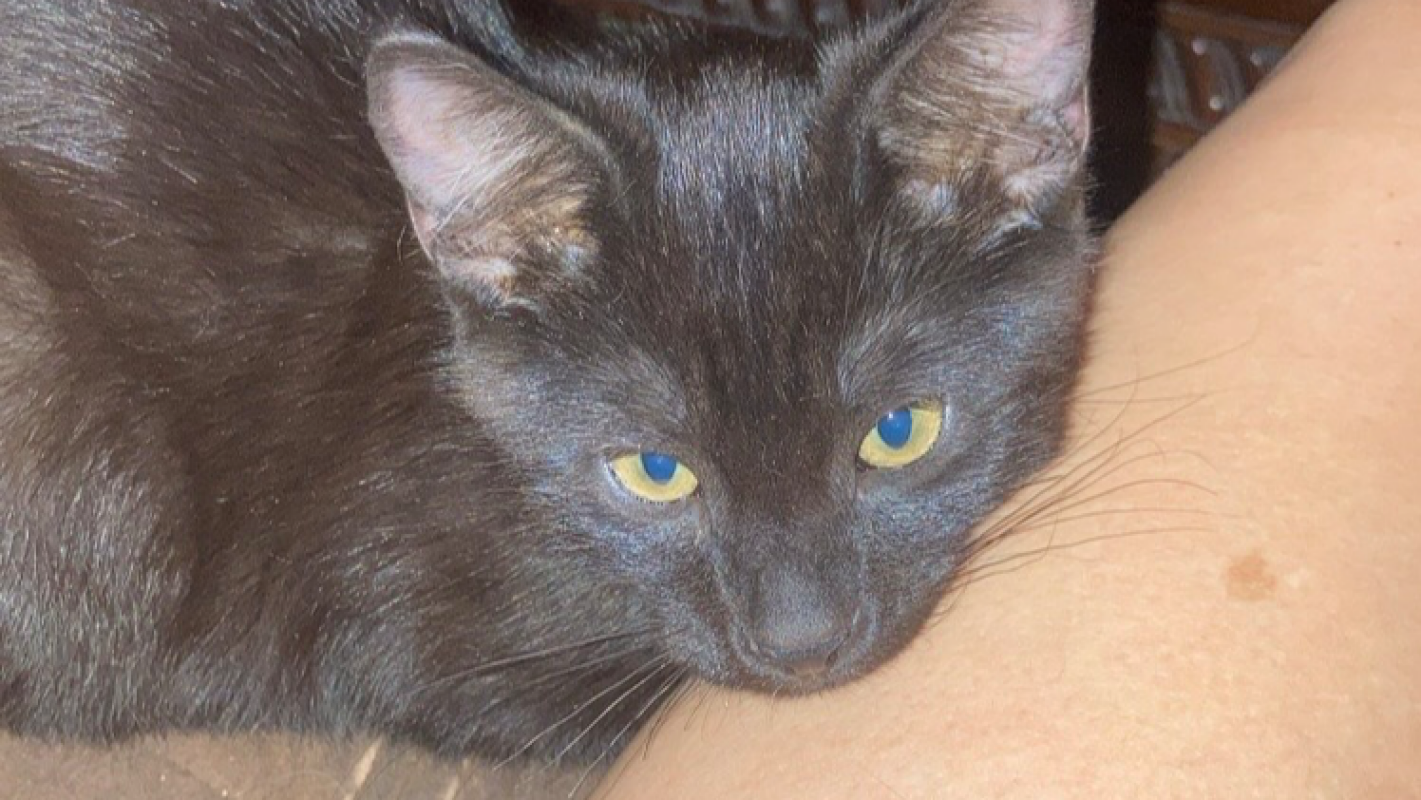 My cats been bitten by a snake and i can’t afford help