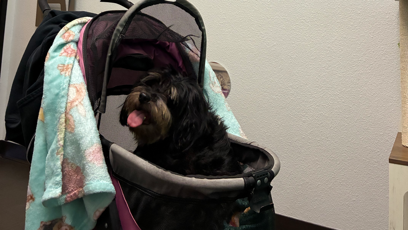 Faith pyometra surgery