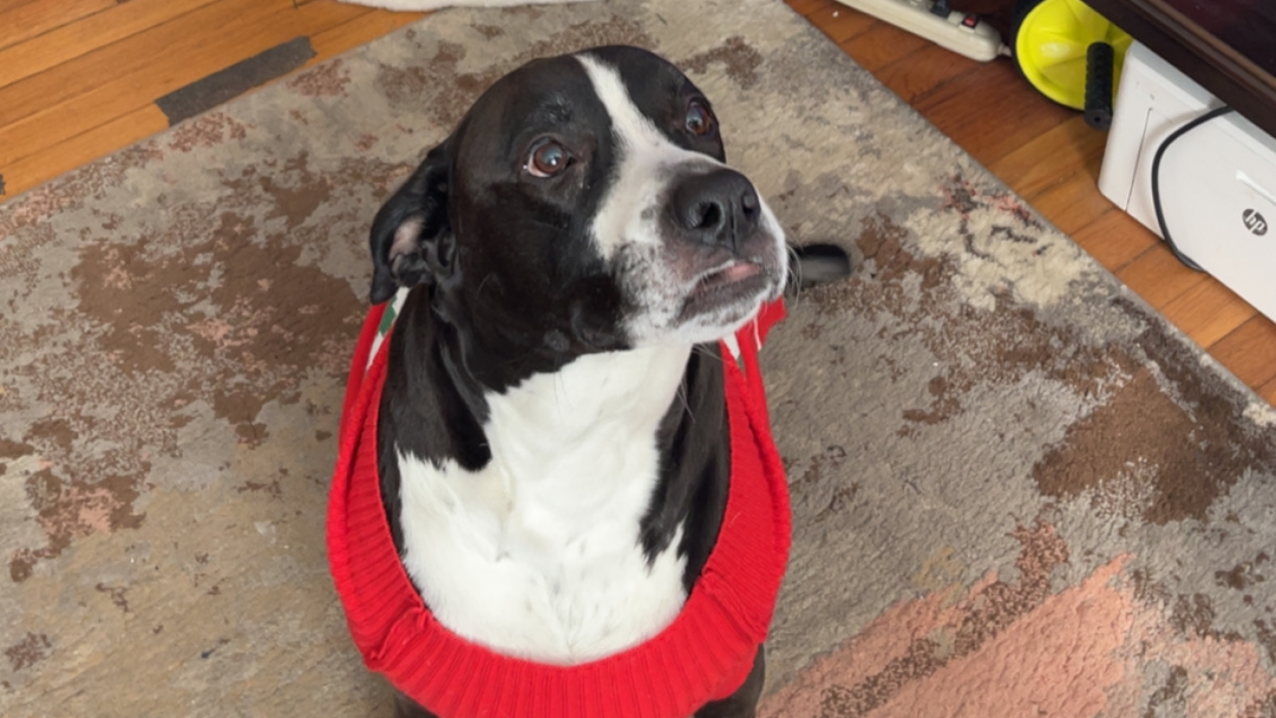 Surgery For My Dog