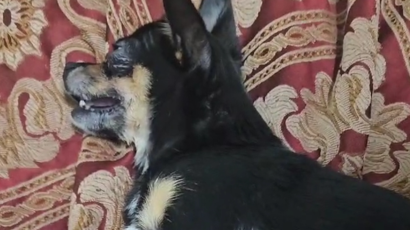 Trying to save my fur baby's life