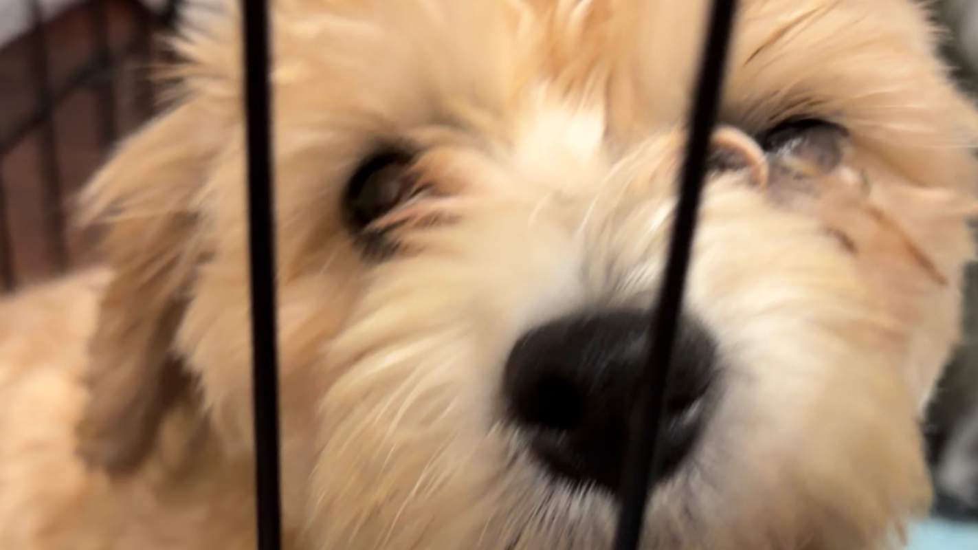 For my dog vet bill