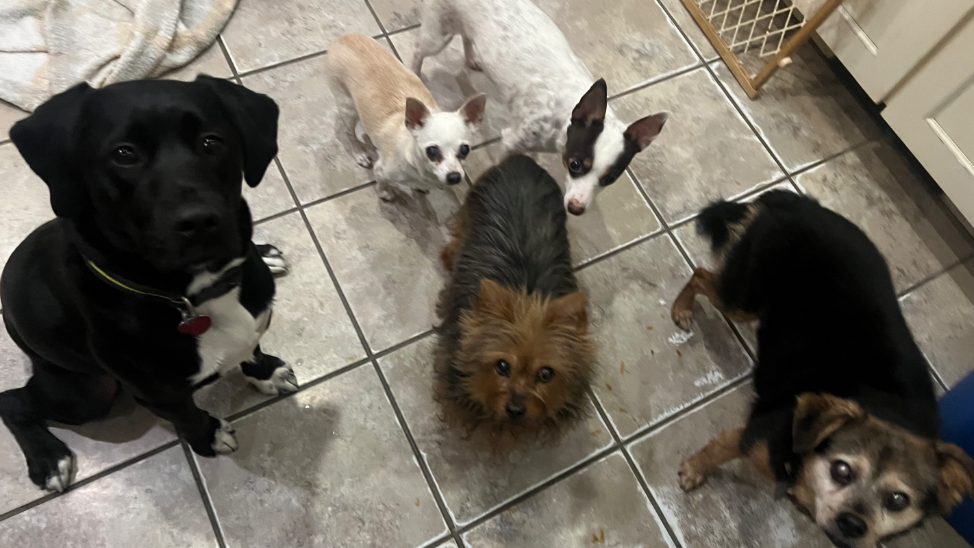 Cindy and the Pups