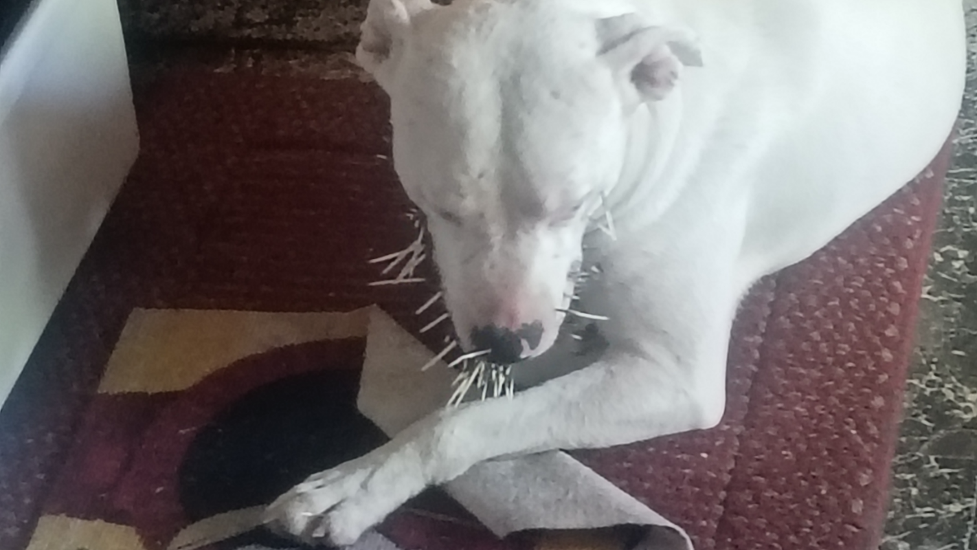 Emergency vet hospital to remove Quill's