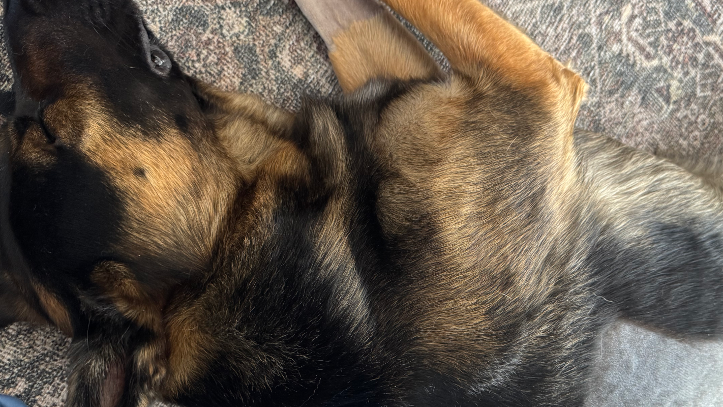 Emergency surgery for my dog
