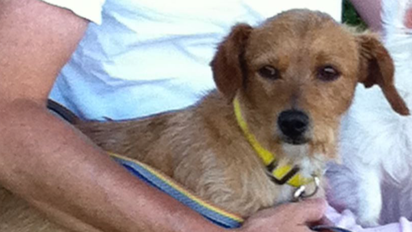 Support Petta’s Urgent Dental Restoration