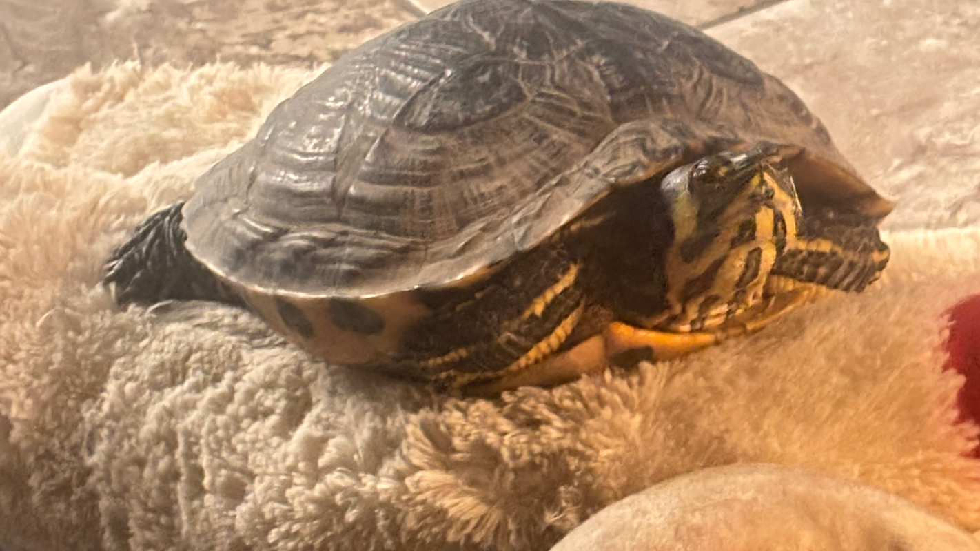 To not become homeless with 1 kid 2 dogs 1 turtle