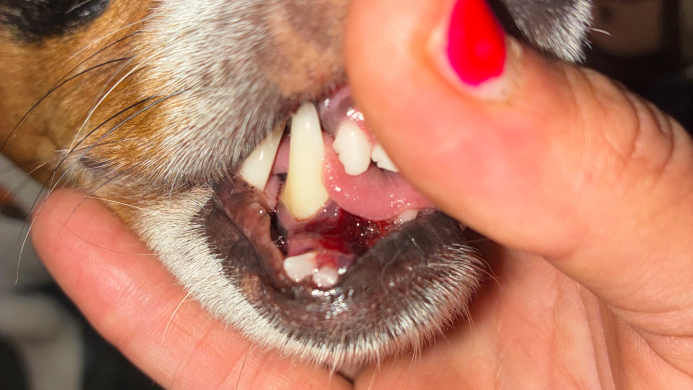 Ollie’s Oral Repair